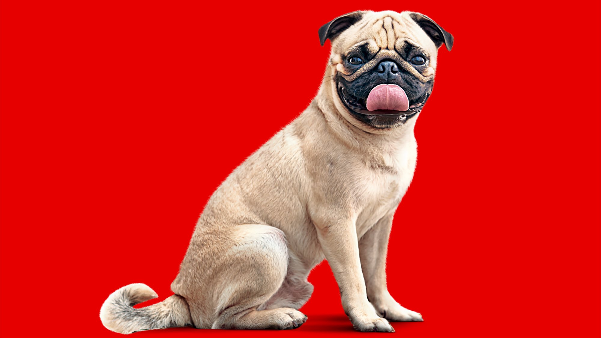 Vodafone’s Famous Pug, Cheeka Spotted at Premier Badminton League